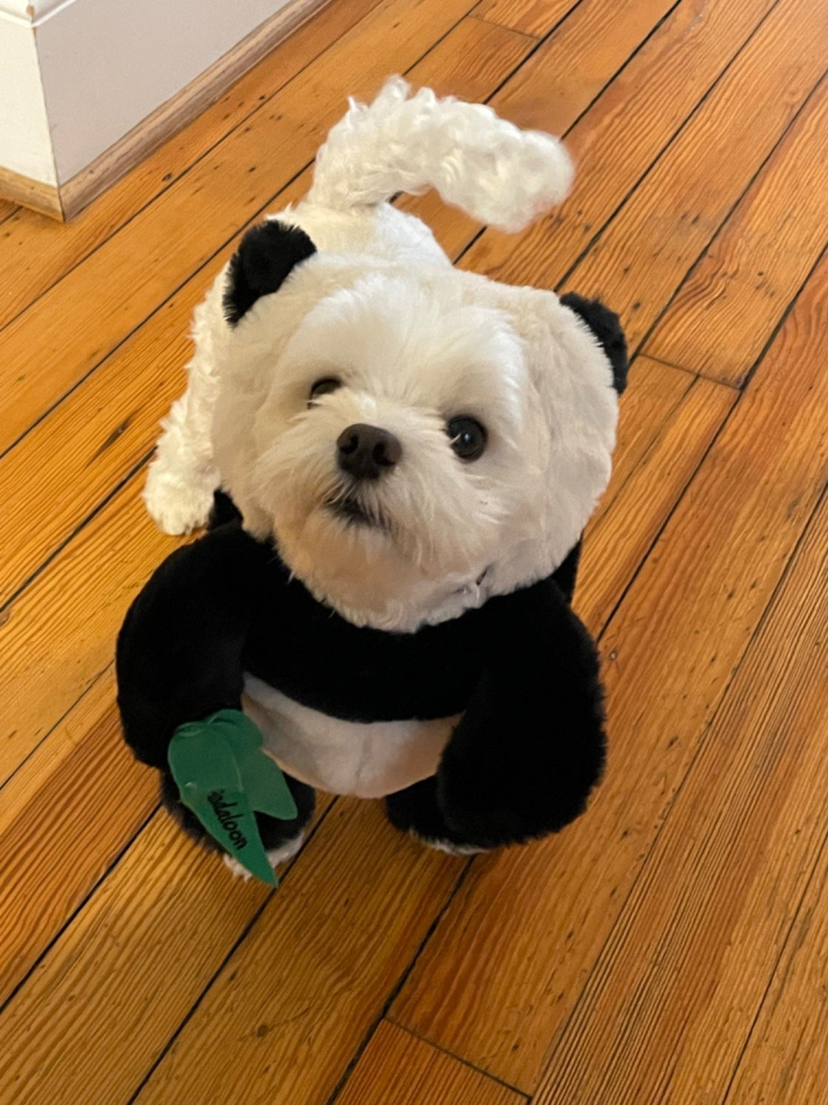 Panda Dog and Pet Costume Set with Adjustable Fit, S–XL