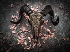 Carved Resin Ram Skull with Removable Horns, 20cm Wide