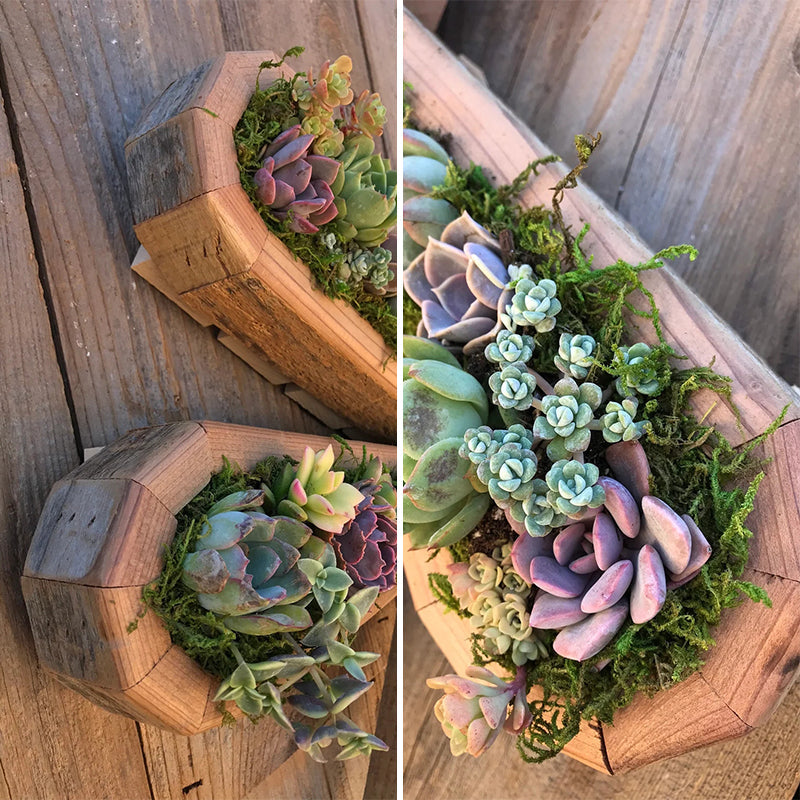 Wooden Animal Succulent Garden Arrangement, 9.8 × 0.7 in