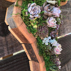 Wooden Animal Succulent Garden Arrangement, 9.8 × 0.7 in