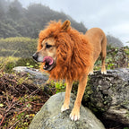 Halloween Dog Lion Mane Wig Costume, Plush, Adjustable 60–80 cm