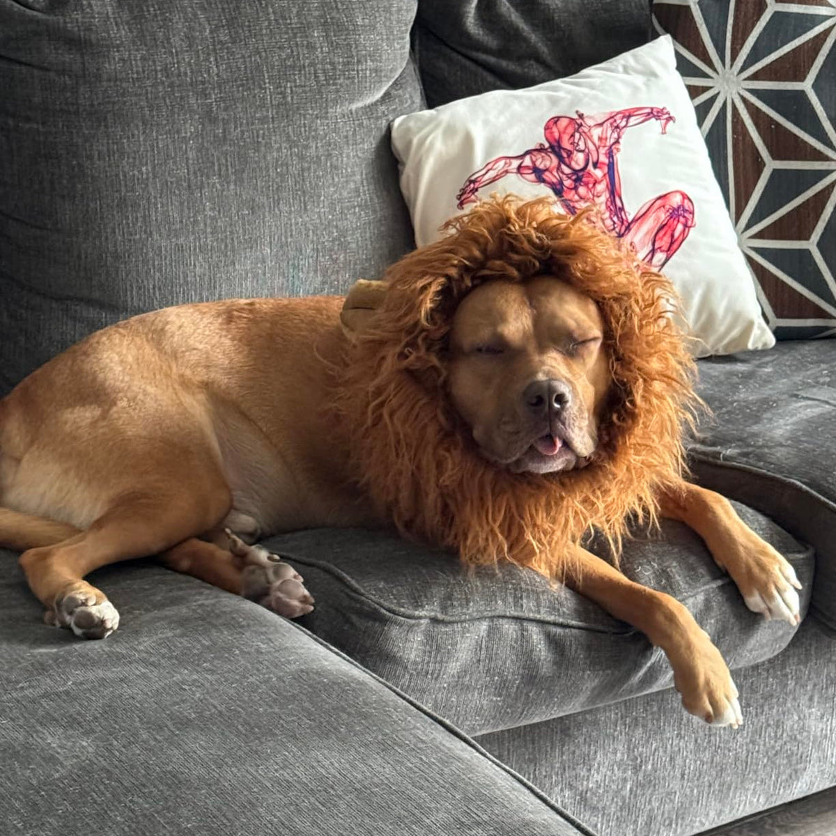 Halloween Dog Lion Mane Wig Costume, Plush, Adjustable 60–80 cm