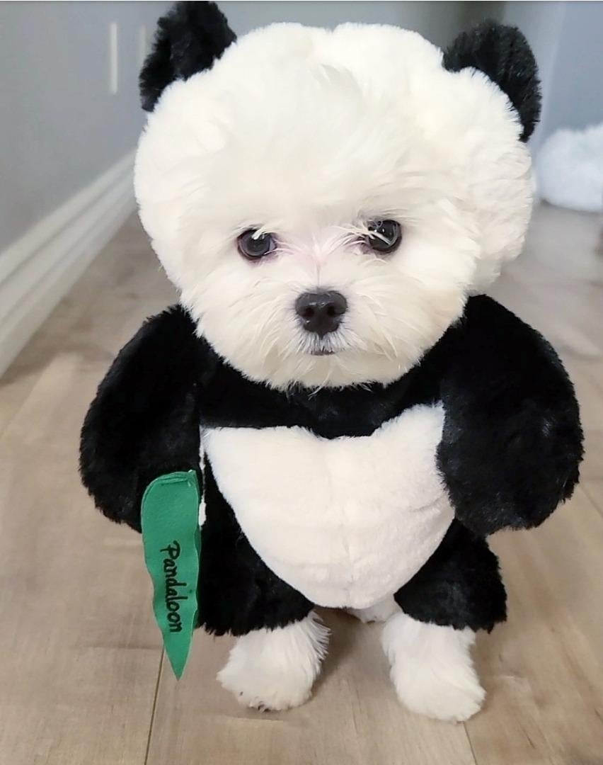 Panda Dog and Pet Costume Set with Adjustable Fit, S–XL