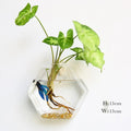 Borosilicate Glass Wall Vase for Flowers and Plants, Wall Mounted