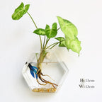 Borosilicate Glass Wall Vase for Flowers and Plants, Wall Mounted