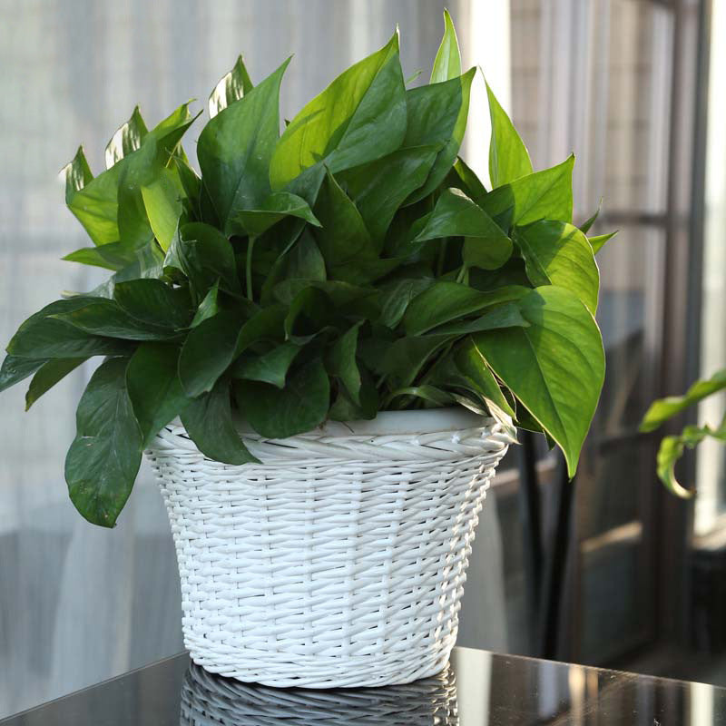 Decorative Plant Basket made of Woven Material | Thrascher