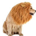 Dog Lion Mane Halloween Costume, Plush, Adjustable, Sizes S–L, view 5