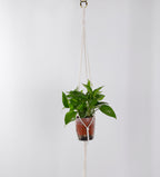 Hanging Plant Holder | Thrascher
